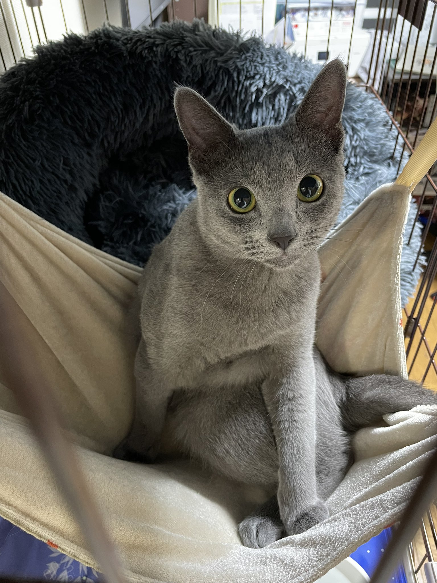 ロシアンブルーの【うに】と申す（7ヶ月） (@wadauni414) / X