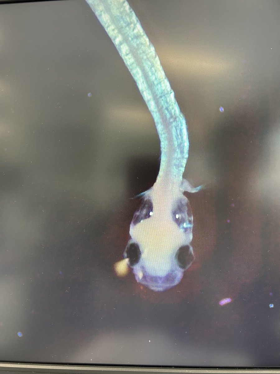 Gabrielle Perugini tweet media