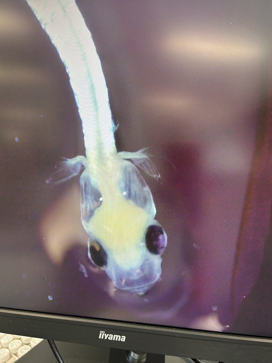 Gabrielle Perugini tweet media