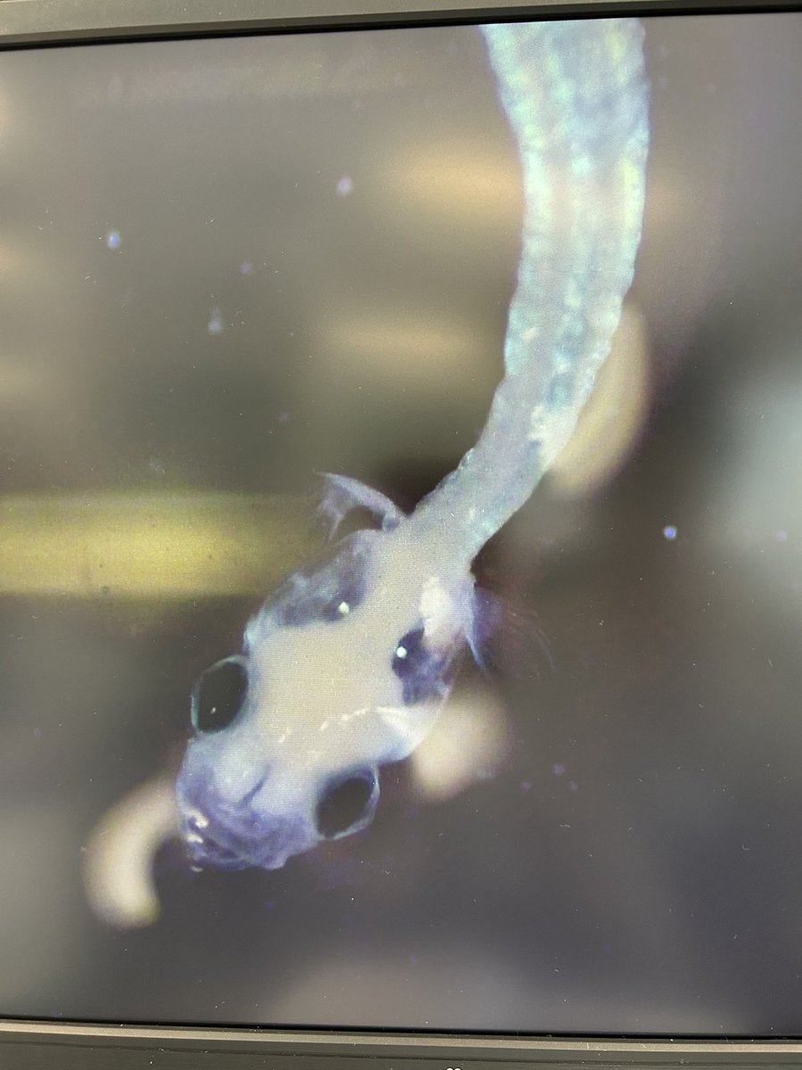 Gabrielle Perugini tweet media