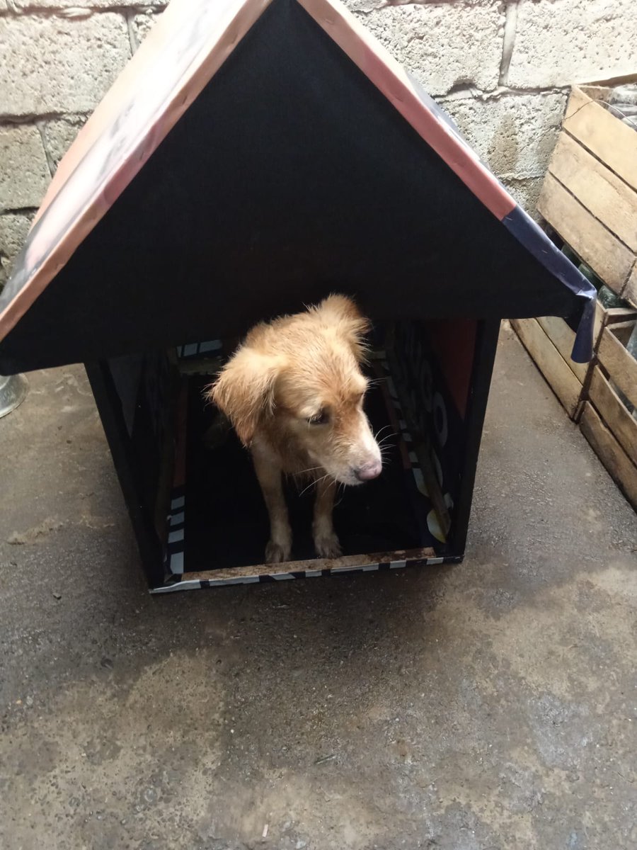 hugobandoec's tweet photo. Reutilizamos ♻️ nuestro material de campaña y lo transformamos en casitas caninas 🤗🐶
El día de hoy Lulú, Daddy, entre otros fueron beneficiados con las casitas 🏠
#ObandoConcejal #Petsfriendly #ReciclaOn https://t.co/mE2hcjRg18