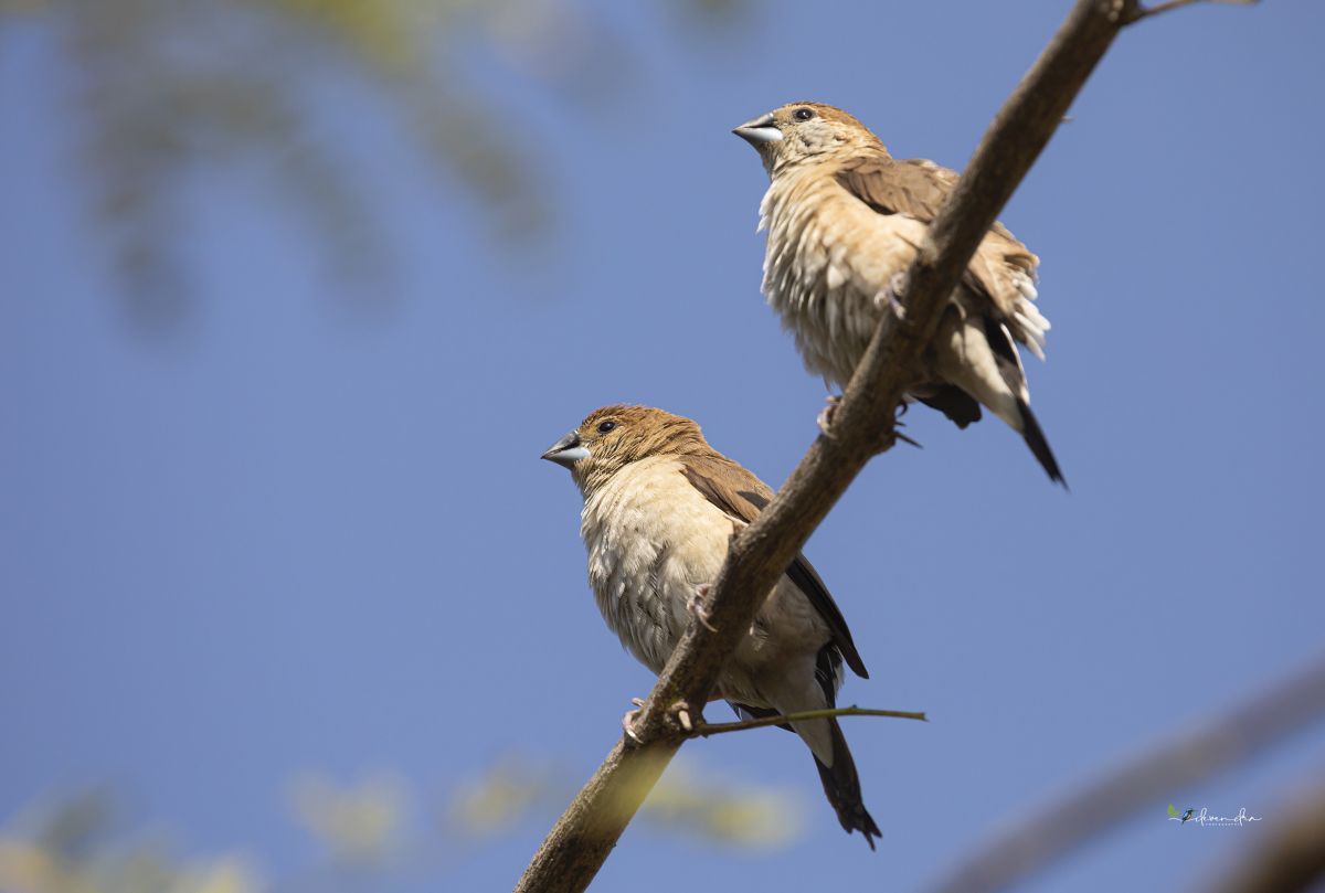 In deep thoughts.. Indian Silver bills.
#IndiAves #TwitterNaturePhotography #twitternaturecommunity #birding #birdsof2023 #twitterbirds #birds #BirdsOfTwitter #birdwatching #birdphotography #bbcpotd #natgeoindia #bbcearth #NaturePhotograhpy #nature