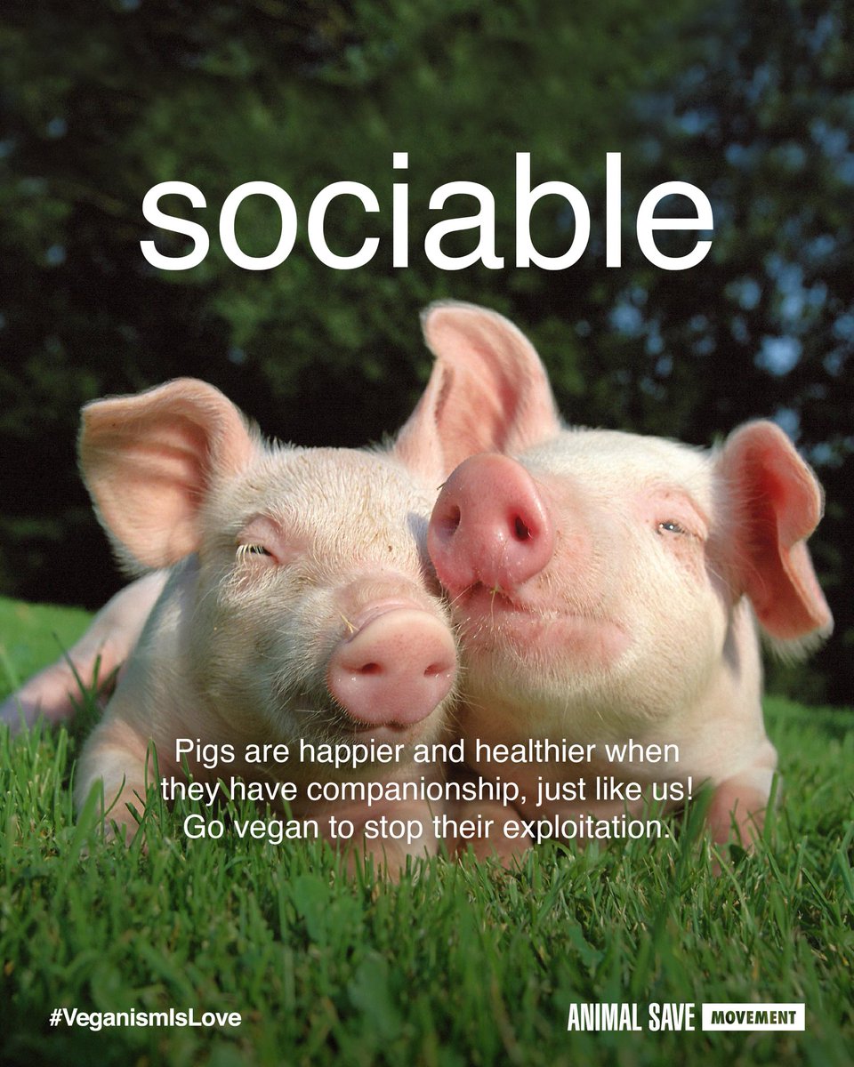 Animal Save Movement (@animalsavemvmt) / Twitter Animal Save Movement (@animalsavemvmt) / Twitter