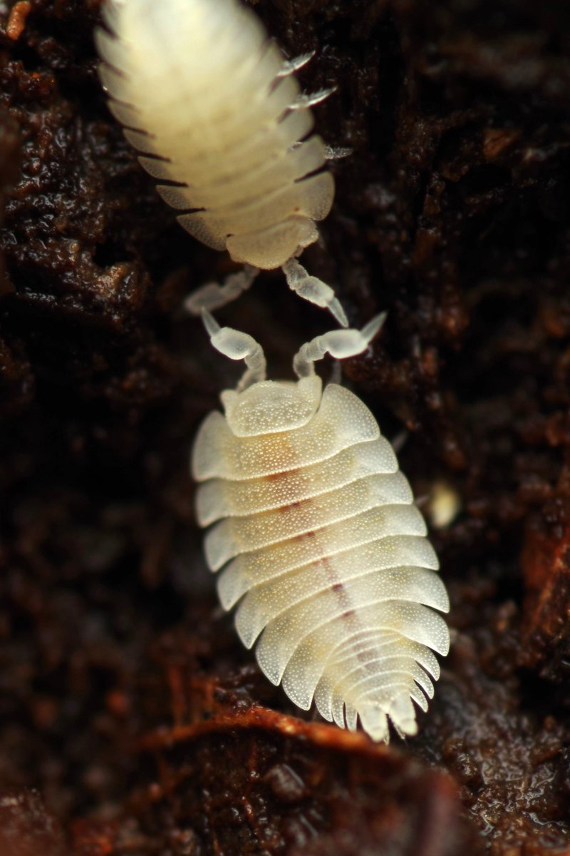 Found my first aggregate of these ethereal and adorable Platyarthrus hoffmannseggii (4 double letters in a single word that's worth noting lol).
A myrmecophile and anophthalmous species of woodlice, here with a Lasius sp. worker.