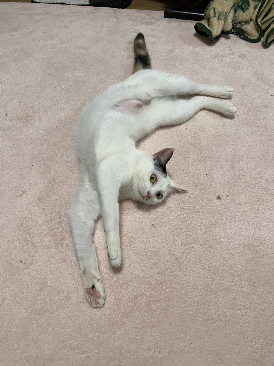 rabbitcat232's tweet photo. にゃん体動物🐈

手と脚の向きおかしいでしょ😂

#猫のいる暮らし　#保護猫と暮らす　#三毛猫　#ミケ　#保護猫　#日本猫 https://t.co/F4OpKi8iFR