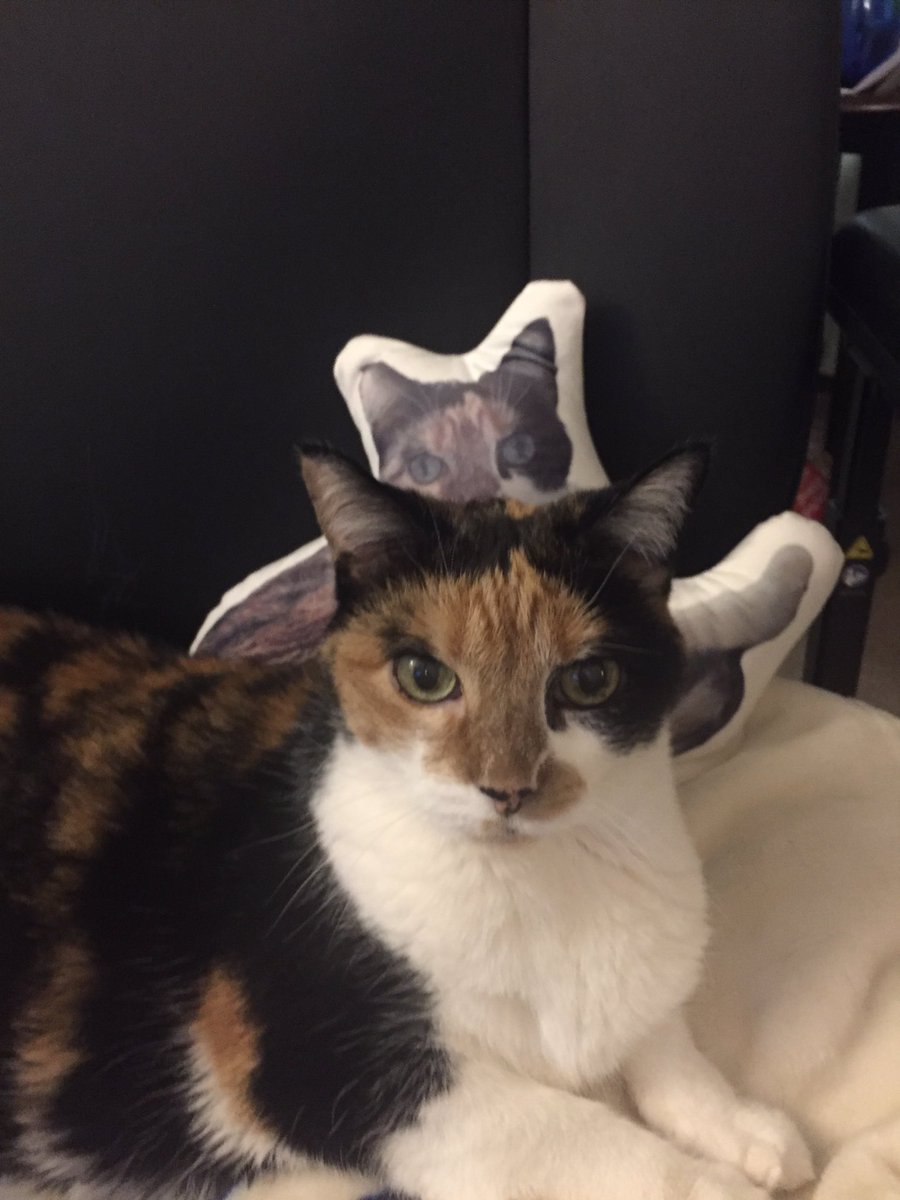mandibloom's tweet photo. Angel and her doppelgรคnger are all ready for #OPLive! @ReelzChannel @OfficialOPLive #CatsofOPLive https://t.co/L3giTlchG8