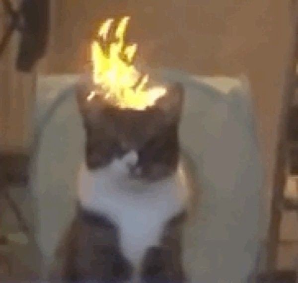 Azulthehoe's tweet photo. GUYS I LOVE CATS SO MUCH <33
ESPECIALLY WEIRD CAT MEMES <3
😍🫶🫶 https://t.co/Ge4pM1M6dV