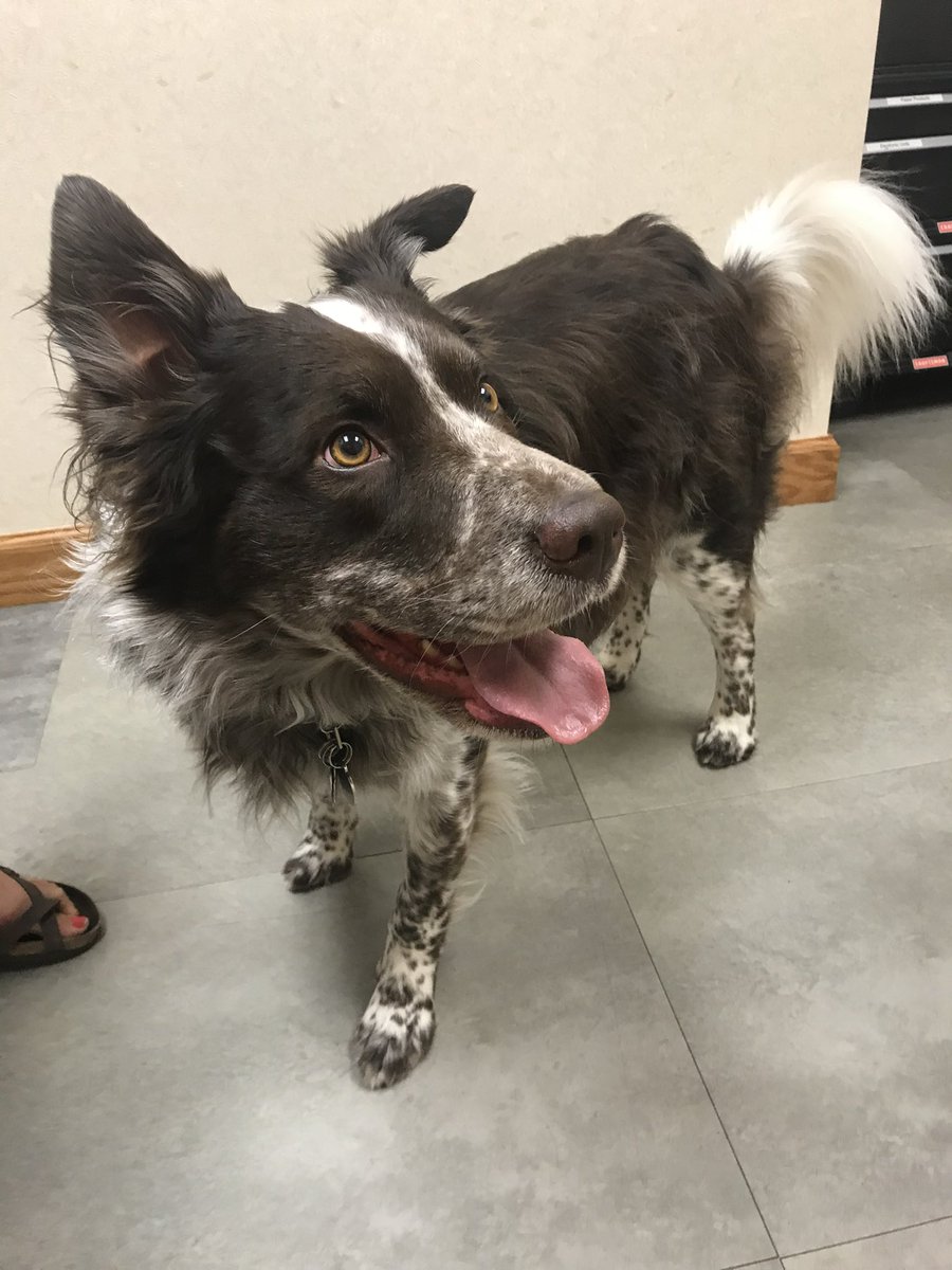 TrickySkee's tweet photo. @Stibbs @bruber_mom @NEHumaneSociety The resemblance is unreal!! Angus is a food stealer, major cuddler, and really derpy. I never thought I’d see another dog that looked so much like him. https://t.co/PgDW9n0Bz6