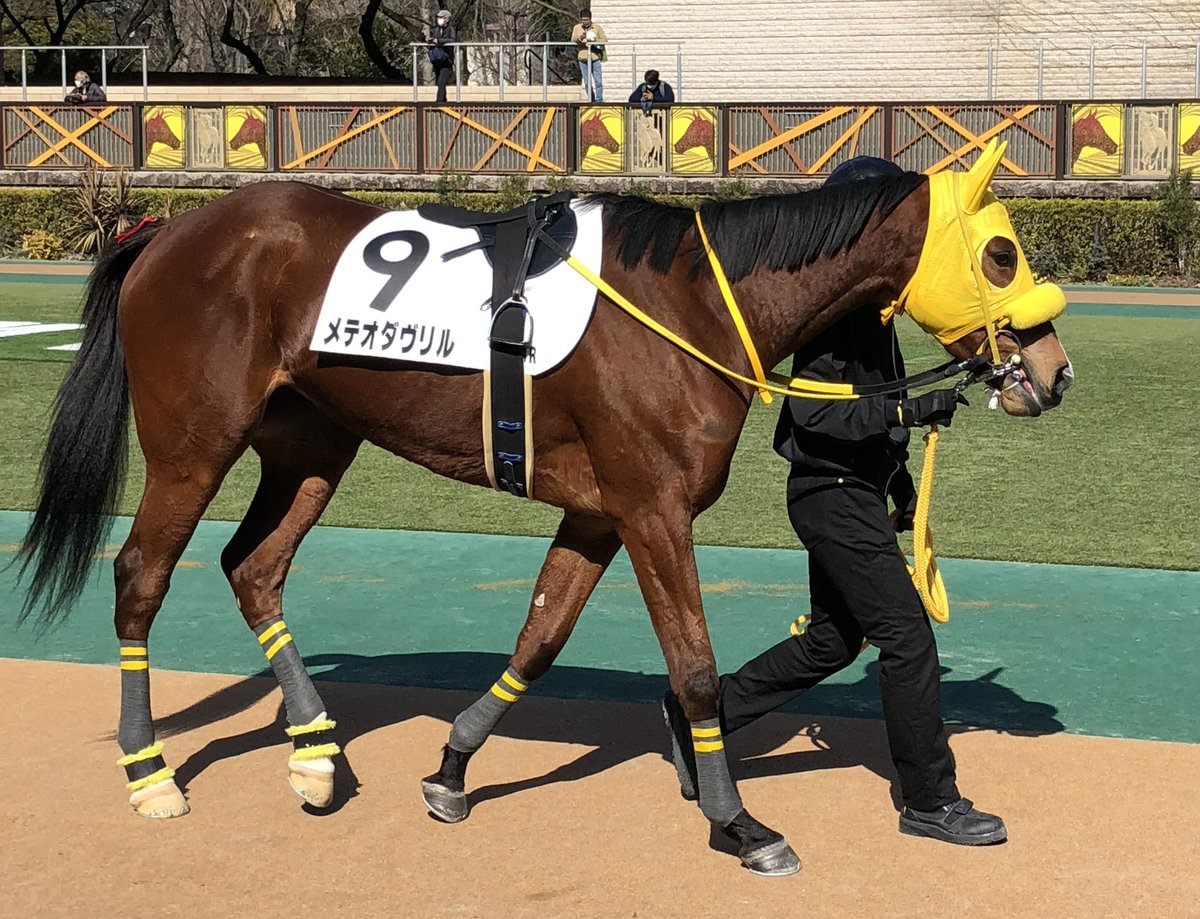 パドック、メテオダヴリルは調教師が強気のコメントでしたが、毛ヅヤは悪くはないけどもう一息という感じでした。牡馬かと思うぐらいの迫力の馬体、落ち着いて歩けてはいました。
ホワイトクロウは前走から気合いを見せるようになったと思いますが、今回もチャカつくぐらいの気合い乗りでした。