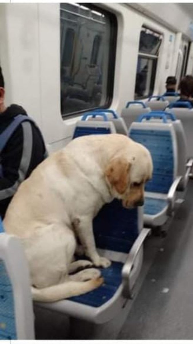 El es SAMUEL desaparecio el dia 16/2.
Avisaron que lo vieron subir al tren en la estacion de Ezeiza y bajo' en Constitucion.
Si alguien lo ve por favor retenganlo.
Es muy bueno y cariñoso.
Contacto: 1130132839