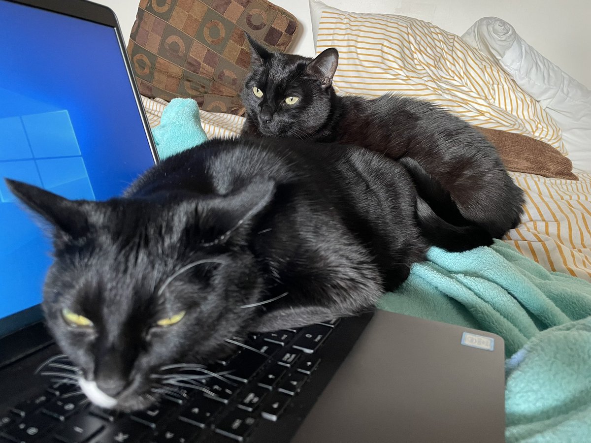 WednesdayAndNik's tweet photo. Today I wouldn’t let Meowmy use the computer. Ha ha! She had to minimize the windows so I couldn’t type. How rude! ~Wednesday 🐾 💻 #CatsOfTwitter #PanfurSquad #Catstagram #WFH #WFHProblems #Wednesday #Instacat #Halping #CatsOnTwitter https://t.co/09BldLAwpp