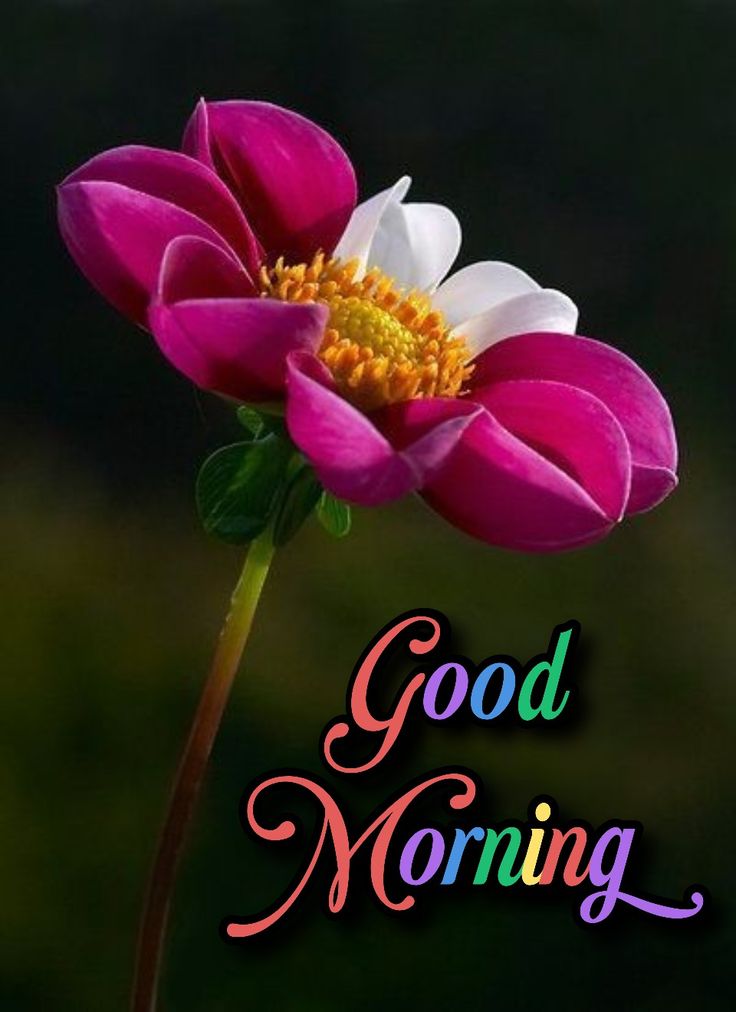 drlalpathlab4's tweet image. 