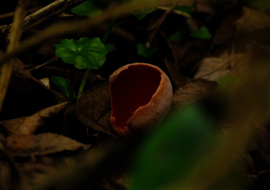 Found some scarlet elf cup hiding in the shadows #fungi #fungilove #naturelovers #NaturePhotography