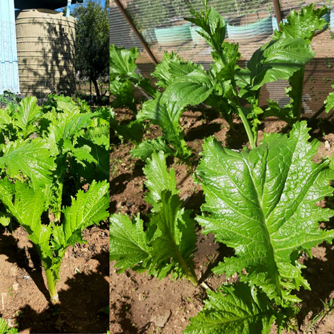 The Wot-if? Trust (@wotiftrust) on Twitter photo As weโve continued to grow our own #VegetableGarden, we have come across Chinese spinach (mutshaina) that grows quickly and can be harvested in 30 days after sowing.
Our <a href="/RootsShootsSA/">Roots&Shoots South Africa</a> , also known as #GreenWarriors, bring their recyclable materials in exchange for #EcoBucks... As weโve continued to grow our own #VegetableGarden, we have come across Chinese spinach (mutshaina) that grows quickly and can be harvested in 30 days after sowing.
Our <a href="/RootsShootsSA/">Roots&Shoots South Africa</a> , also known as #GreenWarriors, bring their recyclable materials in exchange for #EcoBucks...