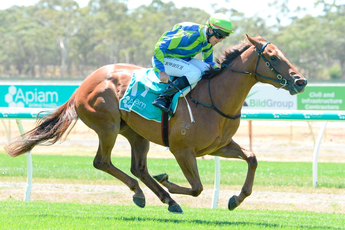 Fantastic to be able to provide @ArrowfieldStud's Showtime with his first winner as a sire when the @KennewellRacing trained Show Royale won the opening race @_BendigoJC on debut. She was a $85,000 #InglisClassic purchase by her trainer, @MathewBecker & Ridgeport Holdings Pty Ltd