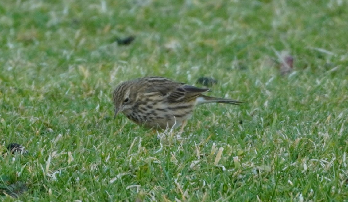 RoystonPorter's tweet photo. Nice life tick, Olive Backed Pipit, Dawlish Warren Devon 3 bird's. https://t.co/BbNyAWdvYK