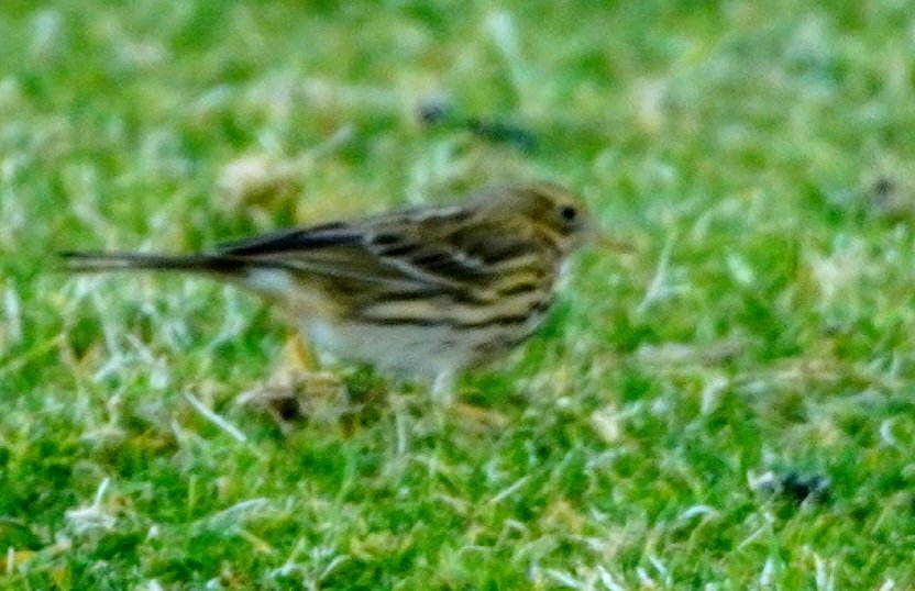 RoystonPorter's tweet photo. Nice life tick, Olive Backed Pipit, Dawlish Warren Devon 3 bird's. https://t.co/BbNyAWdvYK