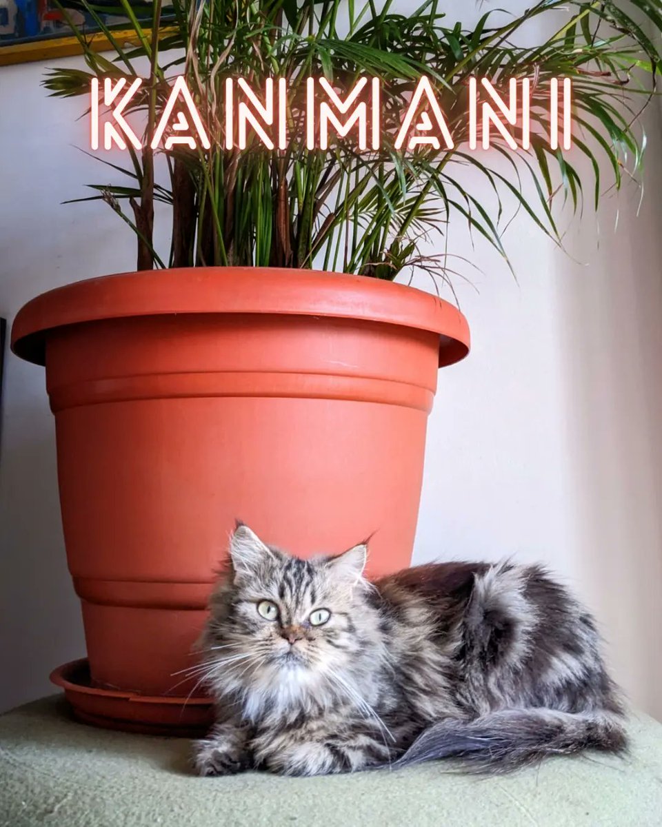 iadopt_in's tweet photo. Meet Kanmani, the 8-month-old Persian beauty who is ready to find her forever home! 😻

Kanmani is full of love and affection to give. She enjoys playing with teaser toys and lounging around in the cat tree🧶🐈

Adopt kanmani: https://t.co/CaUmSzq9LR https://t.co/QHs43gdrRG