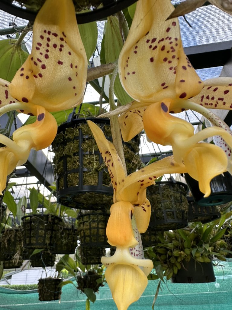 onlineorchids tweet picture