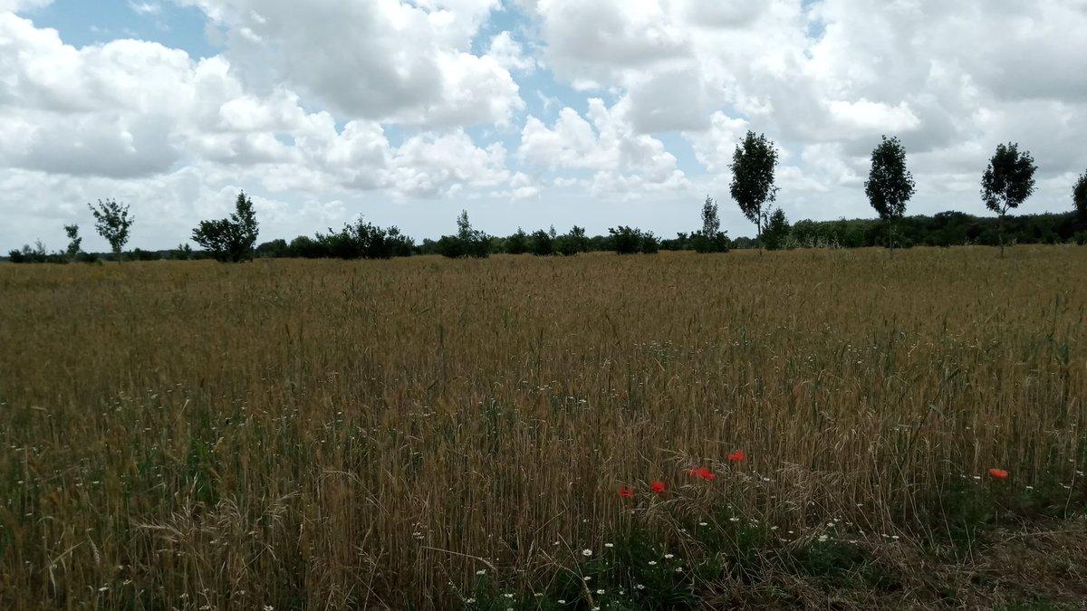 InitialsBB6's tweet photo. @paysansaturnien @franceinter A c'est chez l'escroc qui est tantôt paysan, généticien et donneur de leçons 😅 c'est la même parcelle en juin 2022... Ça n'a pas fait une trémie à la récolte sur 14ha....je vous laisse apprécier 👍 https://t.co/dVHsEESBJA