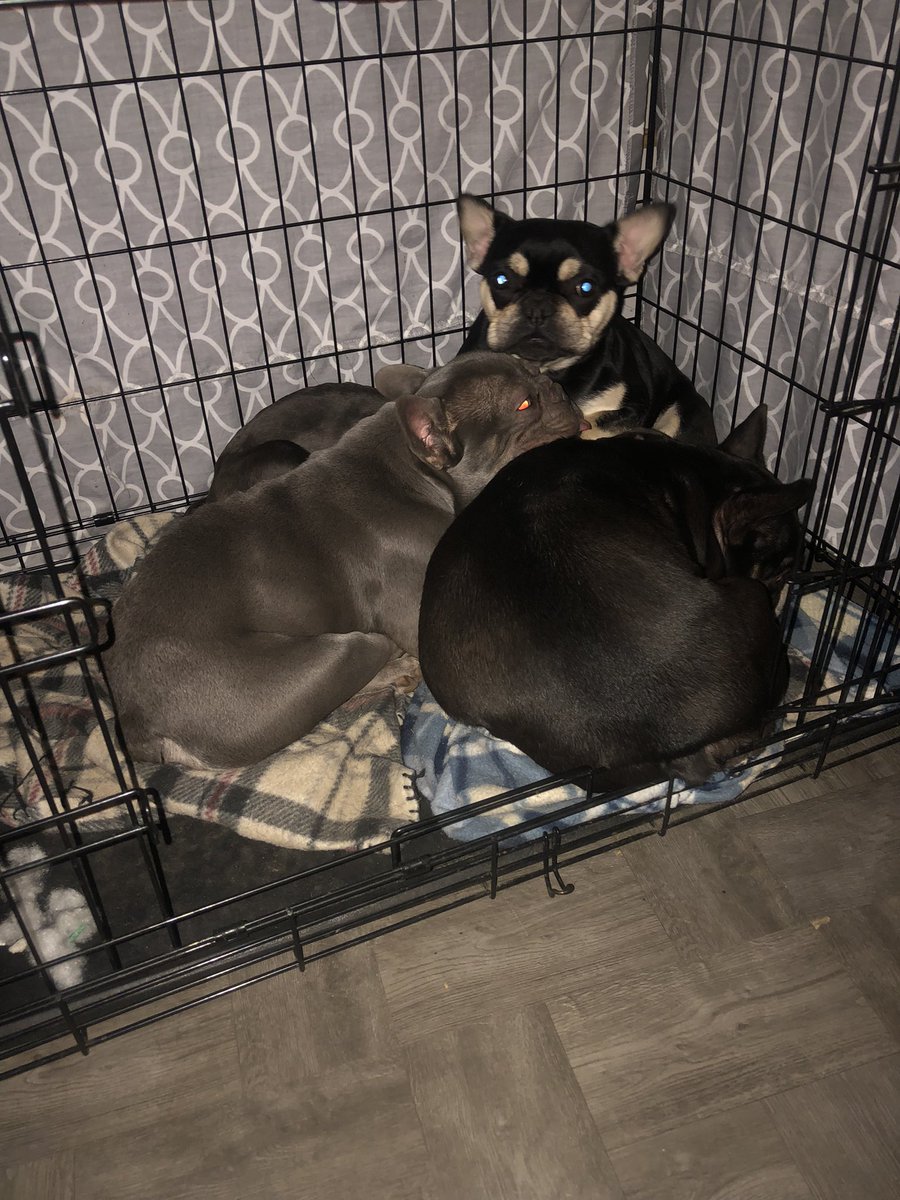 BaysideFrenchie's tweet photo. Cold night cuddling #Frenchies #FrenchBulldog #love https://t.co/u27Ii2qn9u