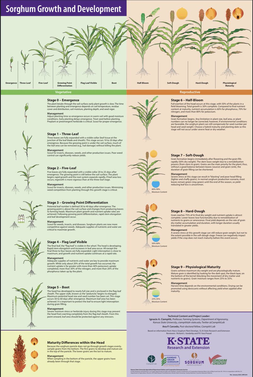 K-State Research and Extension have published an updated version of the poster Sorghum Growth and Development.