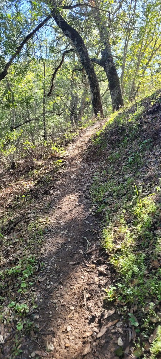 I think I might go deep on the trails tomorrow, sunrise, where I can hang with wildlife and no humans. It's time to get lost on a mountain by myself. ❤️ 
.
.
#trailrunnertracy #mountainrunner #alonetime #mountdiablo #California #trailworld #GORUN #running #trails #BayArea