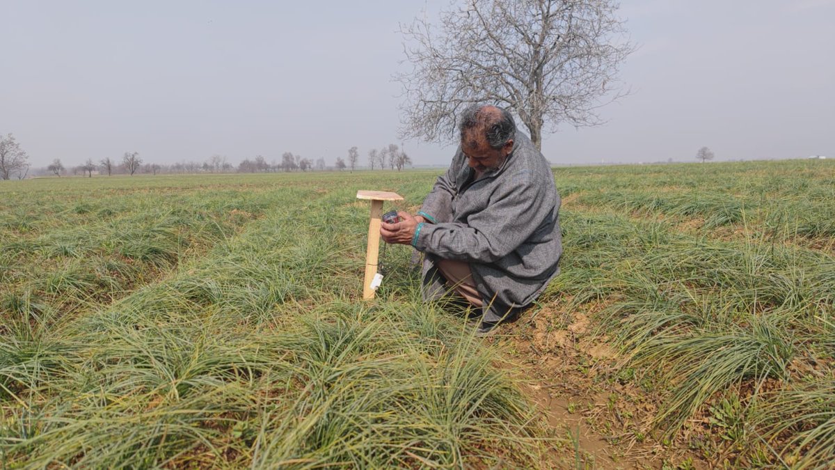 RisingKashmir's tweet photo. #Saffron #corms under #porcupine #threat in #Lethpora
#Growers #urge #authorities to #frame #strategy to #control #rodents
@dcpulwama @DicPulwama
Reports @javidsofii
https://t.co/yrlXrSarpY https://t.co/VxXbgq0vOX