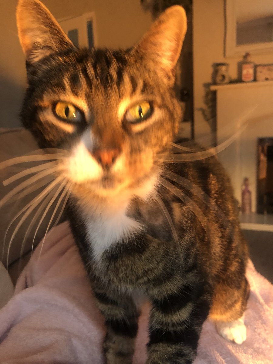 altperceptions's tweet image. My lovely little fella 😍