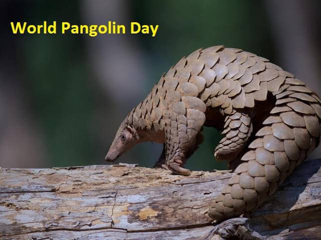 World Pangolin Day. 
Raise awareness and recommit to fight against the global capturing of pangolins in Africa and Asia. @PangolinSG @tnforestdept @WildlifeMag @TNGeography @SavePangolins @WCCBHQ