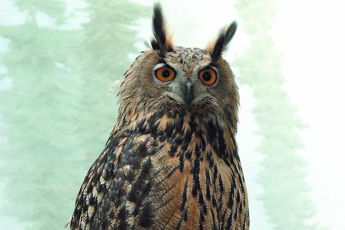 FlacoOwlNYC's tweet photo. Whoooooever took this pic of me… werk!!  Thanks. I’m free!! #FlacotheOwl https://t.co/M4hnk94ijk