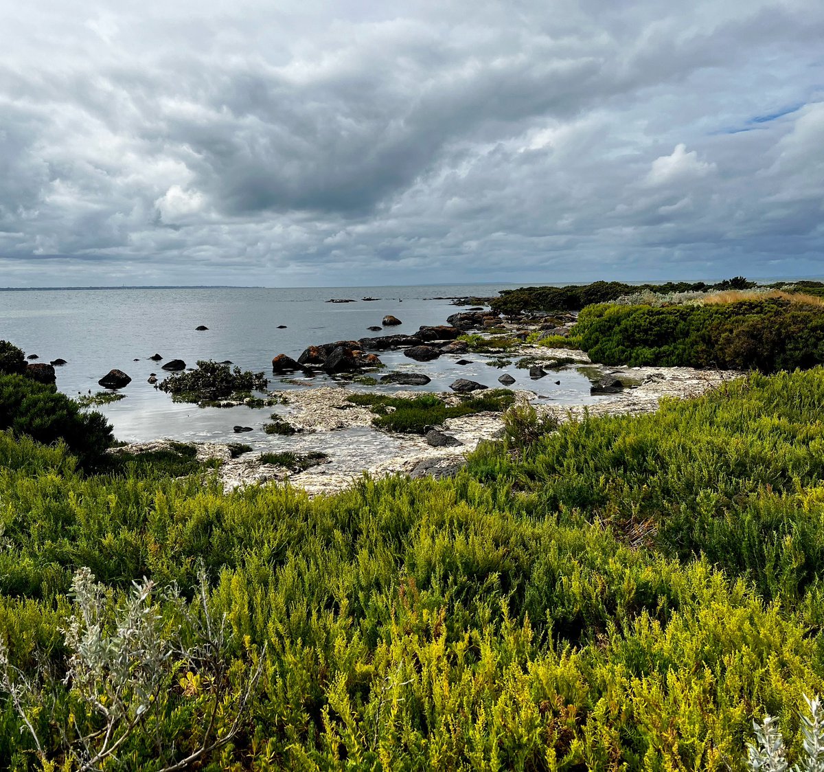 DrEmmaLJohnston's tweet photo. A collage of habitats.
#intertidal #potphillipbay #saltmarsh #mangrove #wrack #rockyreef #seagrass #beach #softsediment #coast #sky #subtidal #saltbush https://t.co/ISHIYWxW6m