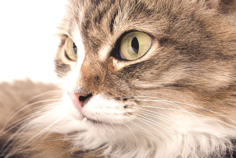 Tnrdr's tweet photo. In honor of Spay/Neuter Awareness Month, I asked ChatGPT to "write a haiku about cat spay." Kudos to all who are doing this work.

Sharp steel in skilled hands,
Sterilizing feline grace,
Cat spay saves a life. https://t.co/VAnHORYA0a