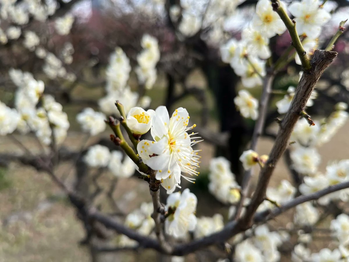 Dougen_Export's tweet photo. こんにちは！　道源です～！
本日大阪は午前中、曇りがちでしたが、時折晴れ間の見える日となりました。
梅が咲いているとのことで朝食を取りがてら大阪城公園へ行ってきました！
梅と高層ビルの構図も中々いいもんですね～😁 
リフレッシュもできたので、ちょっと会社行って仕事してきま～す…😭 https://t.co/oWo08nHRiz