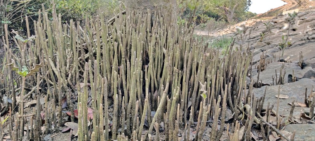 This morning mangrove walk and Patrolling along the Devi River Mouth with @Pintu_Patra1. 

@OdishaSeaTurtle  

#Mangroves #YouthForMangroves #ClimateResilience #ClimateChange 
#DeviRiverMouth #Odisha