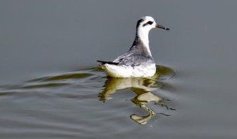BirdingFair's tweet photo. @ChildrenAcademy @svpublic @TPS ##RedPhalarope (Plalaropus fulicarius) spotted at #SambharRamsarSite (Feb 23), never recordeed earlier. The bird breeds in the #Tundra, remains at sea shores. Great surprise as informed by Gaurav Dhadich, a start-up birder at Sambhar, photo by Rajaram Meena, Forester at Jaipur. https://t.co/iBGRcctZrf