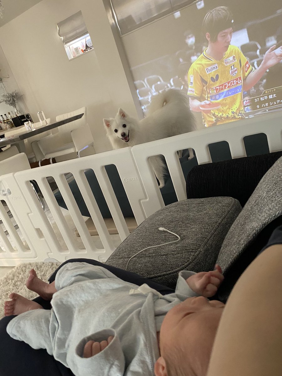 aoi_miss4's tweet image. #tリーグ
#松平健太