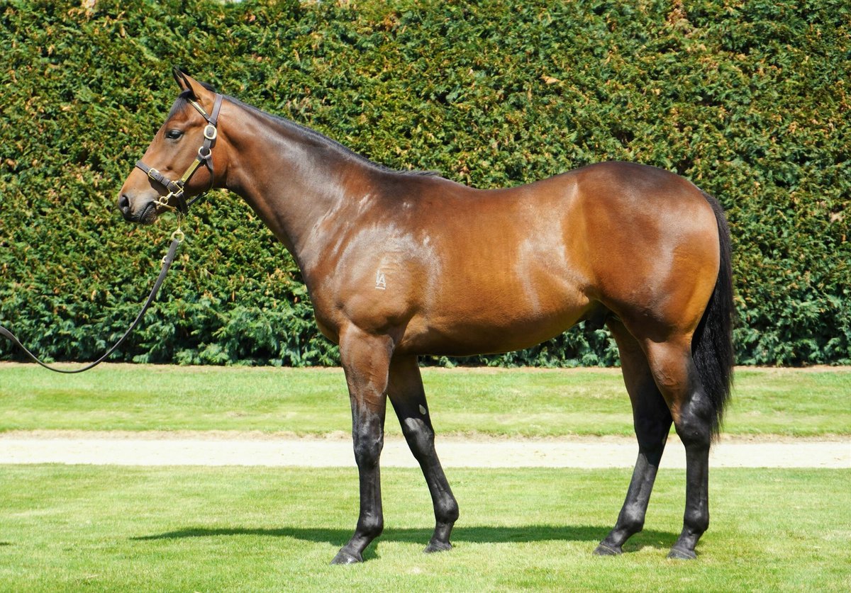 New Zealand Bloodstock (@karakachat) on Twitter photo #DesertLightning (NZ) (Pride of Dubai) wins Group Two $140,000 AJC Avondale Guineas today at Pukekohe Park. 🎉
Purchased for $150,000 by PJ & DM Williams from <a href="/littleavondale/">Sam Williams</a> 's Karaka 2021 Book 1 draft. #DesertLightning (NZ) (Pride of Dubai) wins Group Two $140,000 AJC Avondale Guineas today at Pukekohe Park. 🎉
Purchased for $150,000 by PJ & DM Williams from <a href="/littleavondale/">Sam Williams</a> 's Karaka 2021 Book 1 draft.