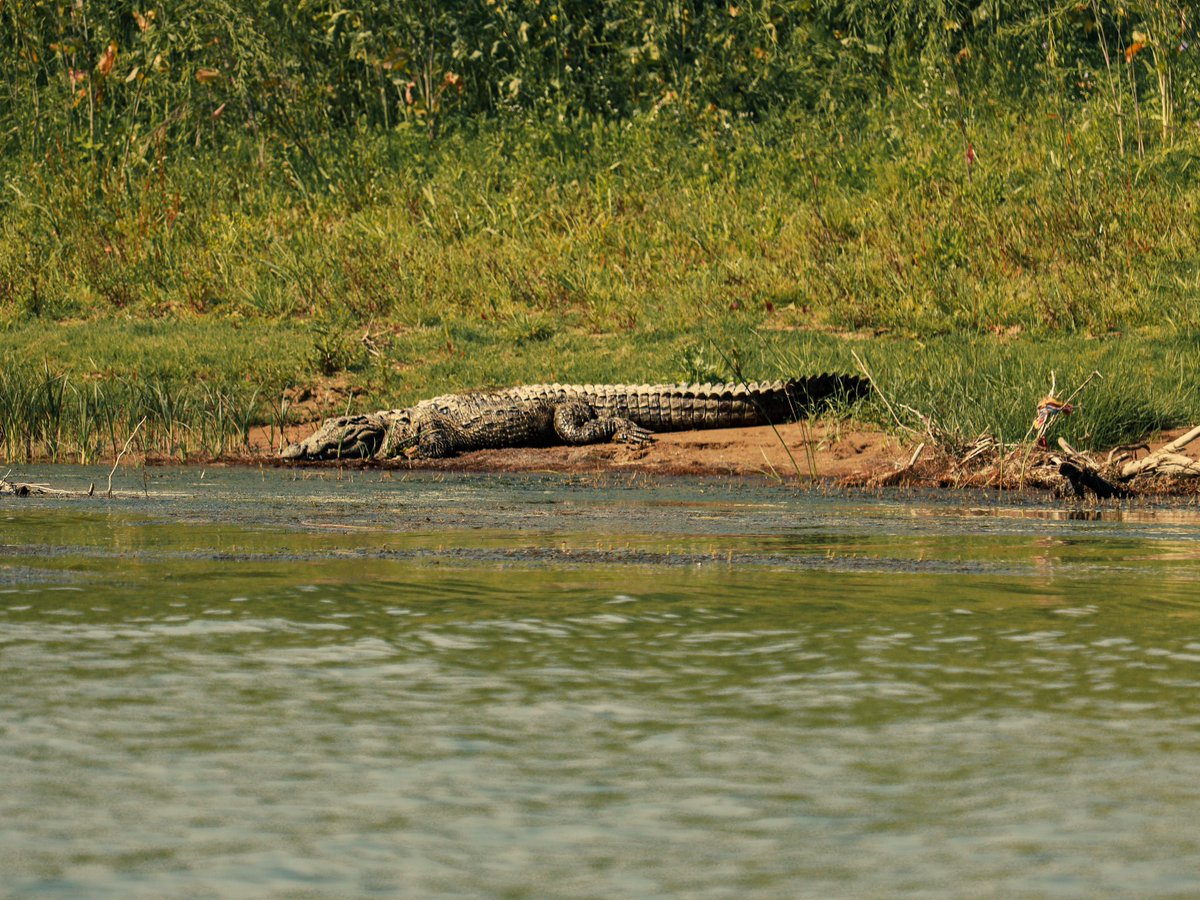 AyanJain15's tweet photo. The Mugger crocodile is a medium to large crocodilian species; an adult male may reach up to 4.5 meters (18 ft) in length and weigh 450 kg (1000 lbs). #muggercrocodile # #ayanjain #natgeotravel #natgeowildlife #canonphotography #canon #discoverywildlife #discoverywild #mugger https://t.co/iGLRzdvm0J