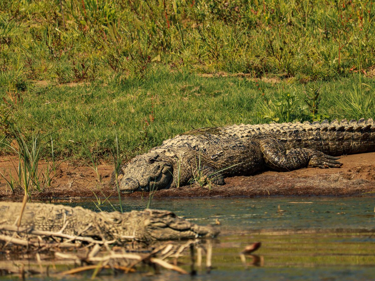 AyanJain15's tweet photo. The Mugger crocodile is a medium to large crocodilian species; an adult male may reach up to 4.5 meters (18 ft) in length and weigh 450 kg (1000 lbs). #muggercrocodile # #ayanjain #natgeotravel #natgeowildlife #canonphotography #canon #discoverywildlife #discoverywild #mugger https://t.co/iGLRzdvm0J