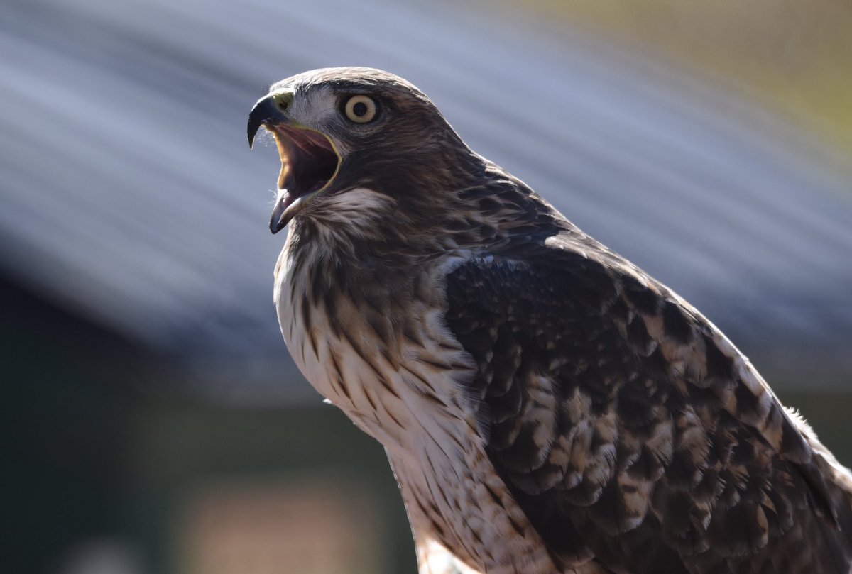jlivi2's tweet image. Down 11 with 7:20 to go, Fort Lewis College held No. 2 Black Hills State to FOUR points the final 7 minutes of action and @Q_Mays23 went HAM. The @NCAADII No. 9 Skyhawks win 76-68 to grab first place of the RMAC with three games to play.

@FLCMBasketball now 23-2 overall.