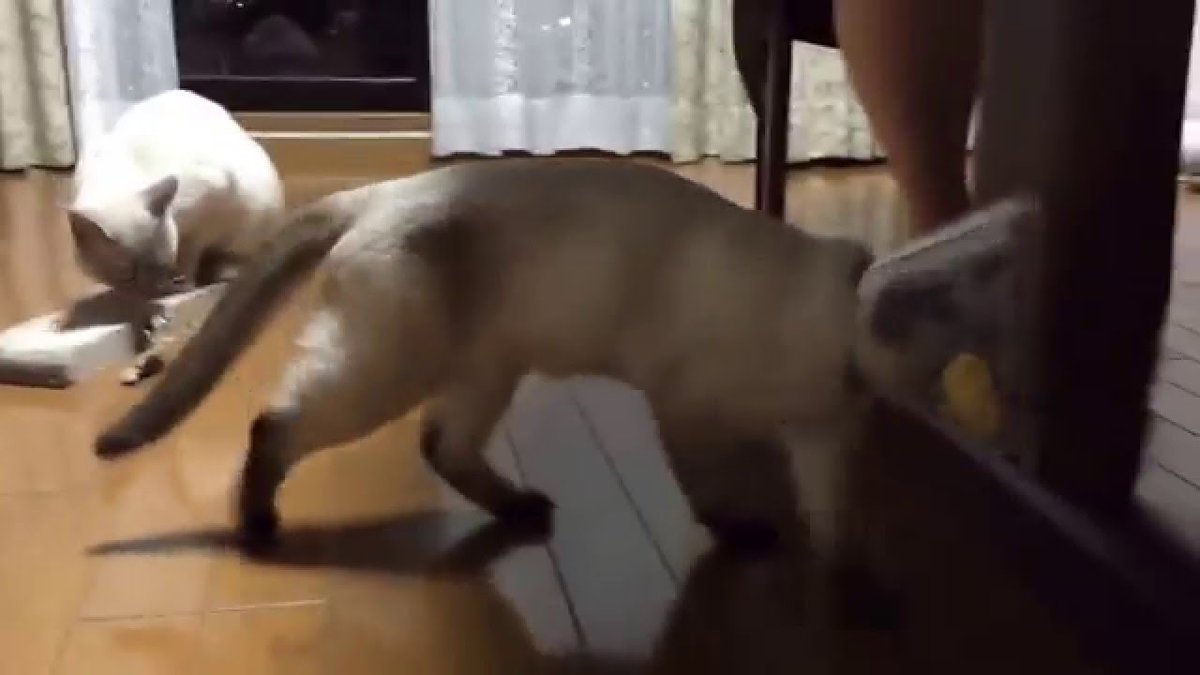 MeowMoeDotCom's tweet photo. トンキニーズの歩き方がおかしい
https://t.co/99WdqkOF9f
#Cat #Neko #Tonkinese #YouTubeCapture #オスカー #トンキニーズ #ねこ https://t.co/5KiV2AUGEI