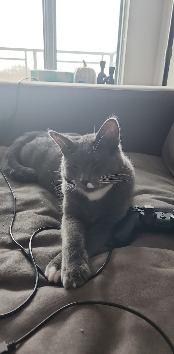 beccadianeee's tweet photo. @CatieOsaurus Norman! Aka:
-Nahman
-Baby Norm
-Nom noms
-Bandana man
-Mister Jackrabbit Feet
-Spooky https://t.co/Qa0yQfjSng