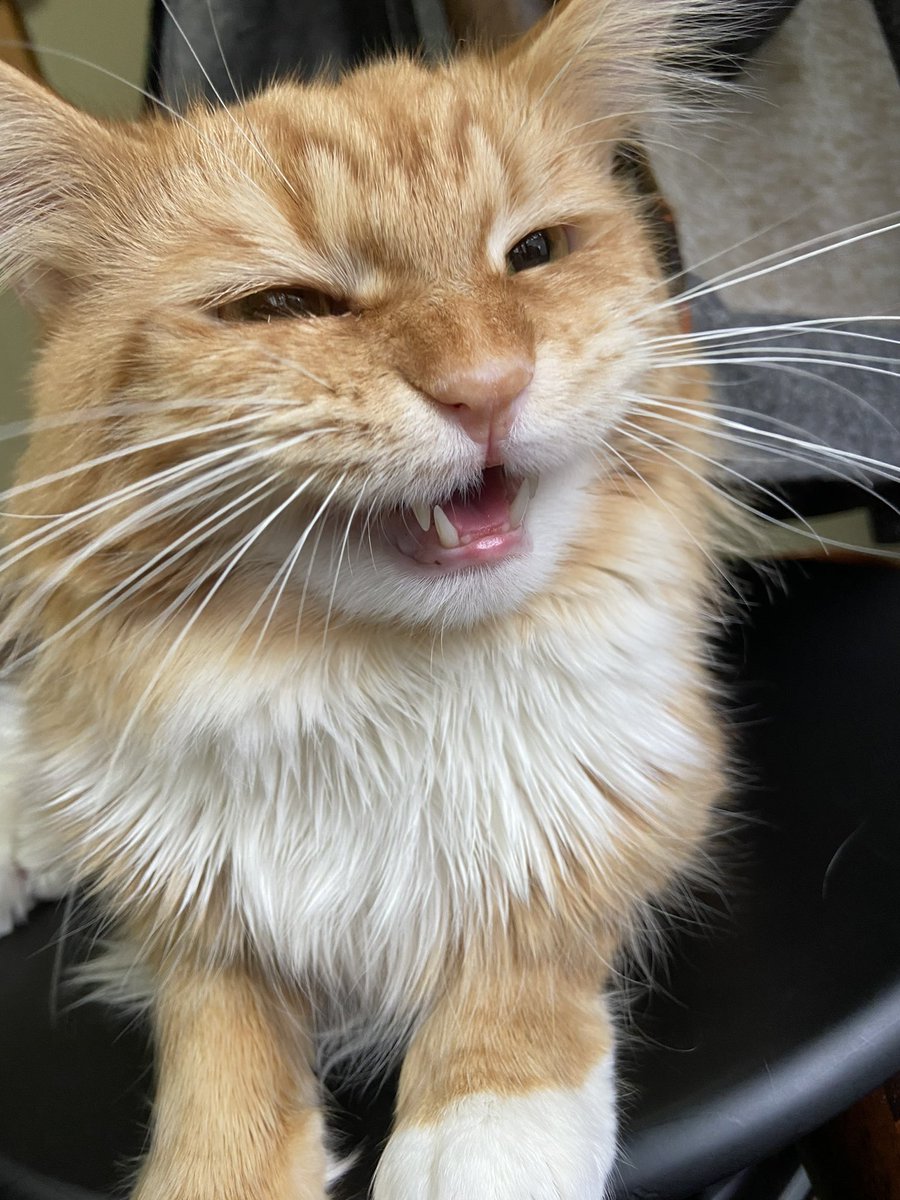 CatCafe71's tweet photo. にっこり笑顔の蘭丸くん🐈⸒⸒⸒⸒🤍

#猫カフェ #猫 #子猫 #メインクーン #メインクーン専門 #cat #meincoon  #猫のいる暮らし #オープン予定  #東大阪市 #瓢箪山 https://t.co/L7nsazCd9G