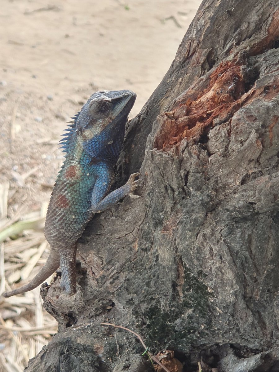 EwaElephantstay's tweet image. A Calotes Goetzi. Siamese Blue Crested Lizard. We have  many diverse species here. #elephantstay #ayutthaya
