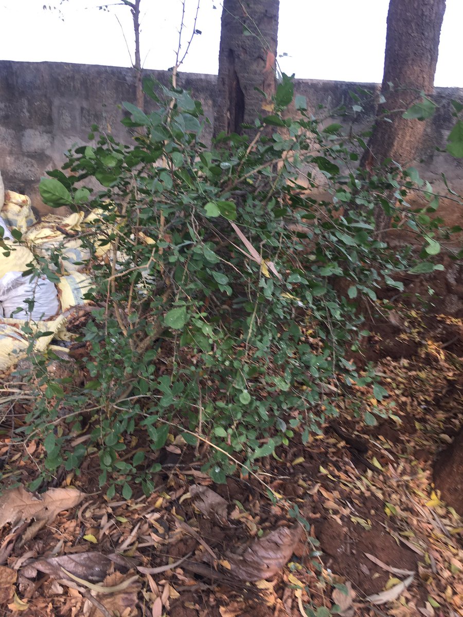 KishorePrabhala's tweet photo. #Salvation is the way out this mortal #Soul and worship Lord #Siva with #bilva(bael) leaves and chant #Siva mantras one can attain #salvation
#Bilva tree in college, specific leaf structure, three pieces @plnmdegreecoll1
Have a nice day on this auspicious #mahasivaratri https://t.co/EkkQLRaGZa