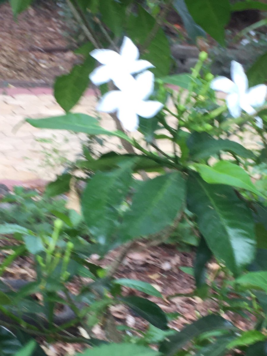 KishorePrabhala's tweet photo. #Salvation is the way out this mortal #Soul and worship Lord #Siva with #bilva(bael) leaves and chant #Siva mantras one can attain #salvation
#Bilva tree in college, specific leaf structure, three pieces @plnmdegreecoll1
Have a nice day on this auspicious #mahasivaratri https://t.co/EkkQLRaGZa