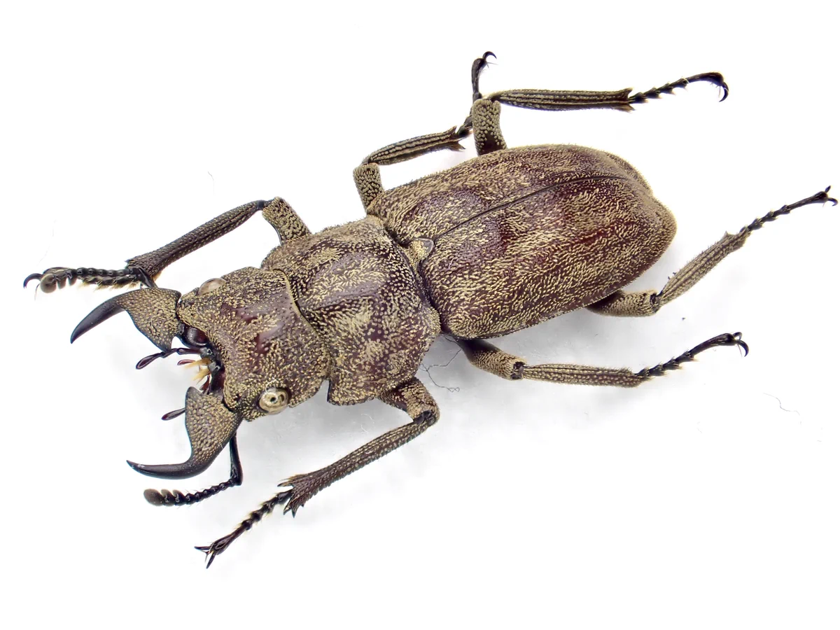 Damaster & Carabus on X: 