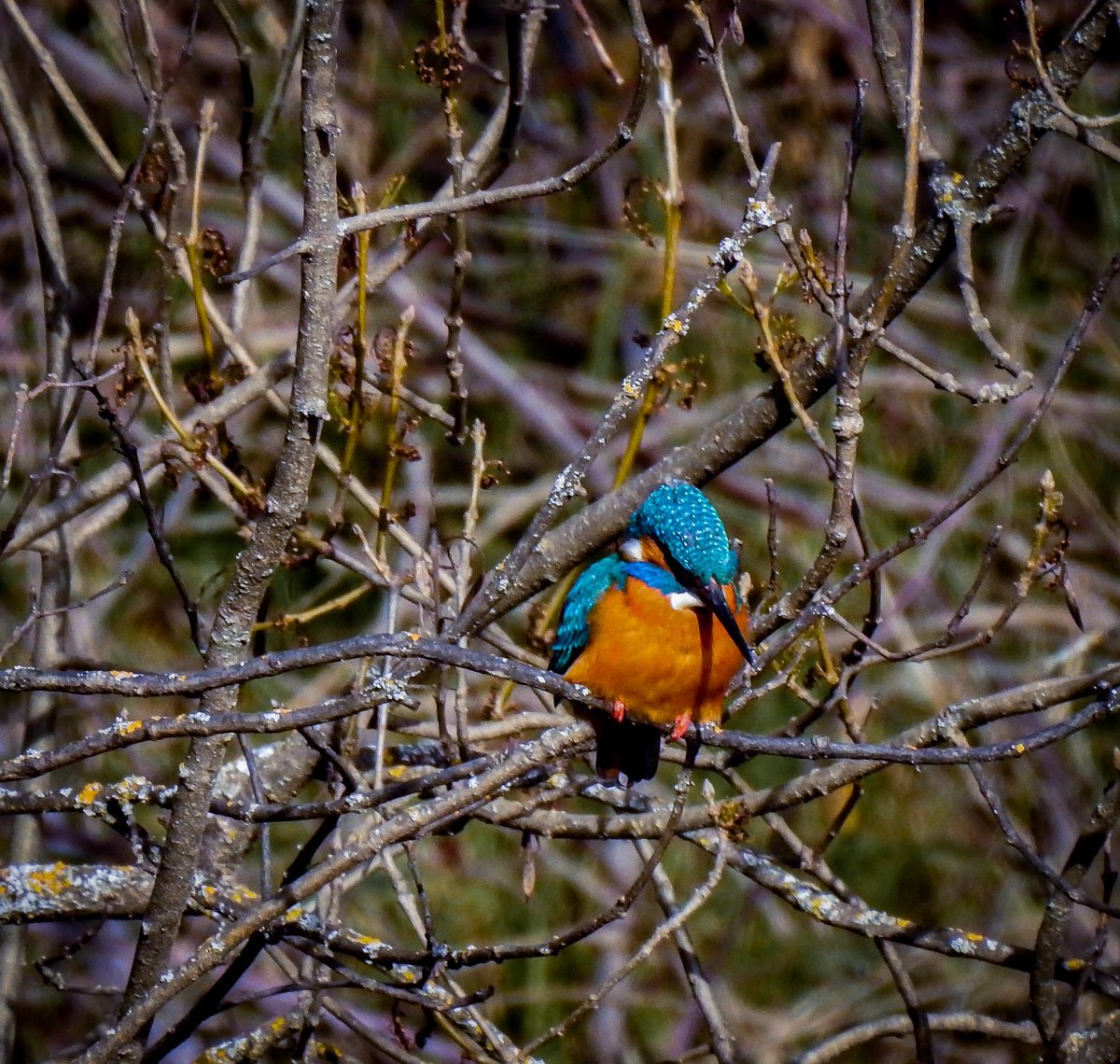 Lorjimluc's tweet photo. Imposible no admirarlo cuando surca el aire como un misil turquesa.
#martinpescador  en el río Jándula
.
.
.
@avesibericas https://t.co/pLJEWoDqF3
