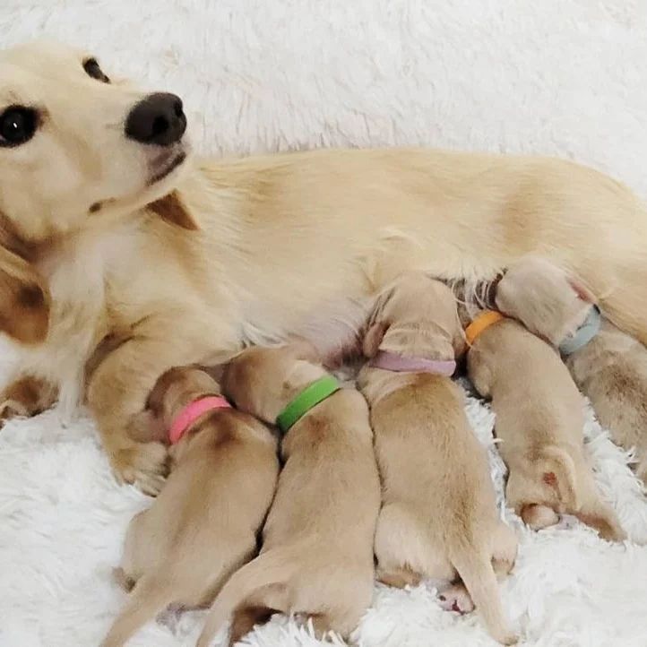 dashchunds's tweet photo. Suki has been such a great mawm as always. She had 5 identical little babies last week 💚 4 girls and 1 boy.
#newpuppy #dogsofinstagram #eecreampuppy #eecreamdachshund #englishcreampuppy #englishcreamdachshund #englishcreamdoxie #englishcream #eecreamdoxie #eecream https://t.co/aagzLEElW0